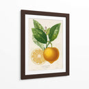 Francés Limón Botanical III - A. Risso | Cuadro decorativo de Canvas Lab