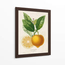 Francés Limón Botanical III - A. Risso | Cuadro decorativo de Canvas Lab