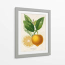 Francés Limón Botanical III - A. Risso | Cuadro decorativo de Canvas Lab