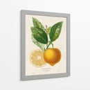 Francés Limón Botanical III - A. Risso | Cuadro decorativo de Canvas Lab
