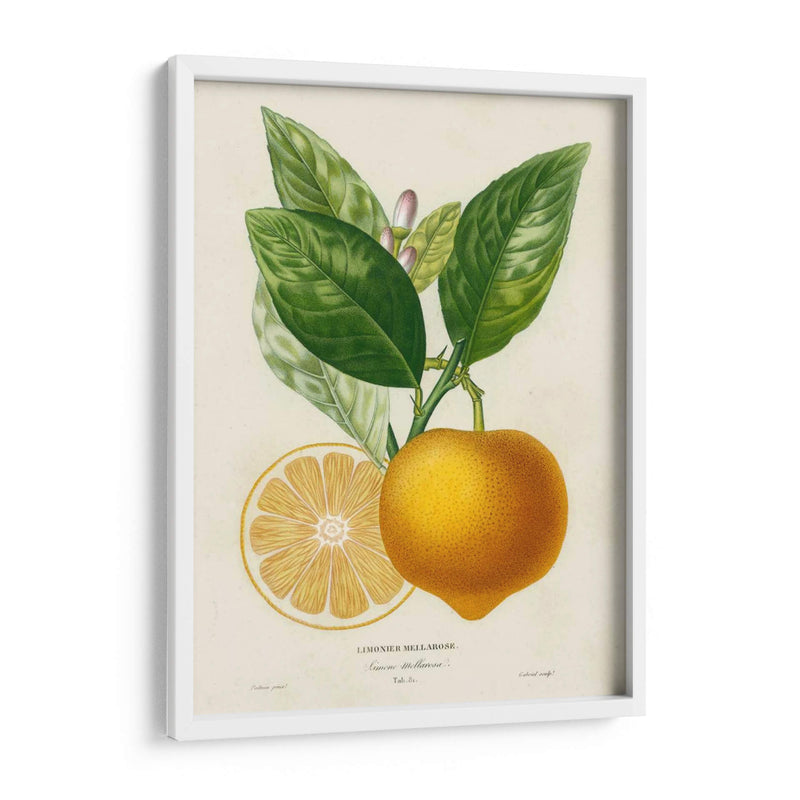 Francés Limón Botanical III - A. Risso | Cuadro decorativo de Canvas Lab