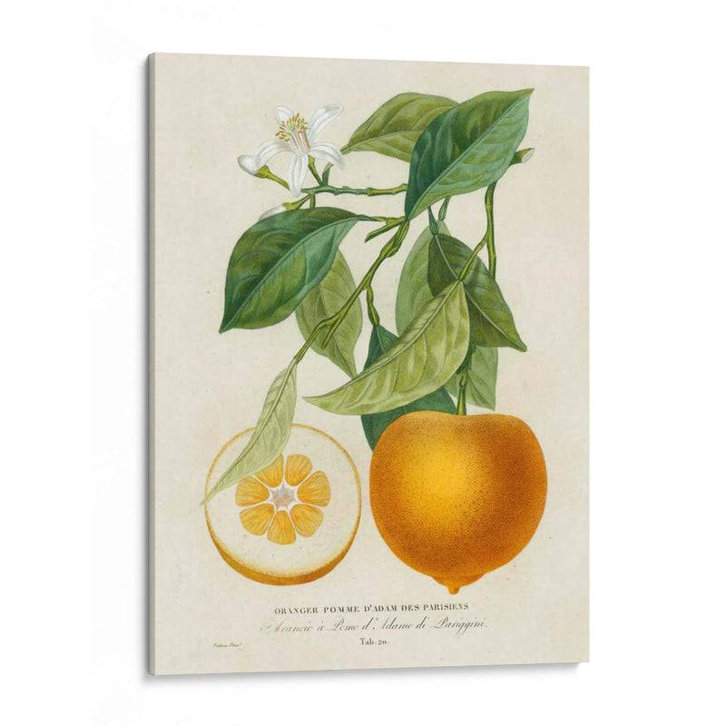 Francés Naranja Botánico I - A. Risso | Cuadro decorativo de Canvas Lab