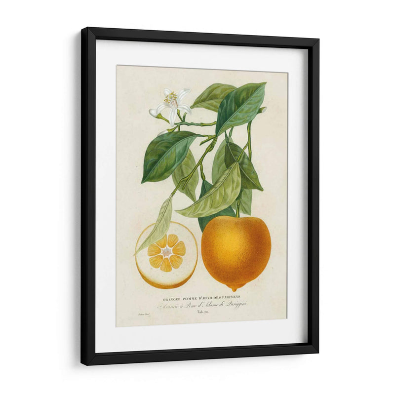 Francés Naranja Botánico I - A. Risso | Cuadro decorativo de Canvas Lab