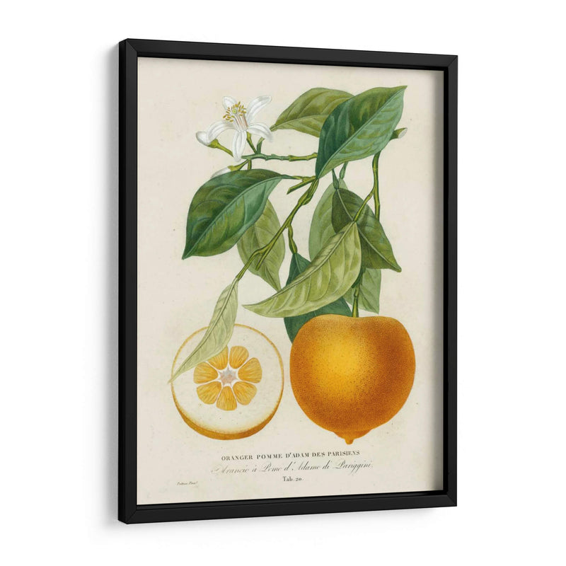 Francés Naranja Botánico I - A. Risso | Cuadro decorativo de Canvas Lab