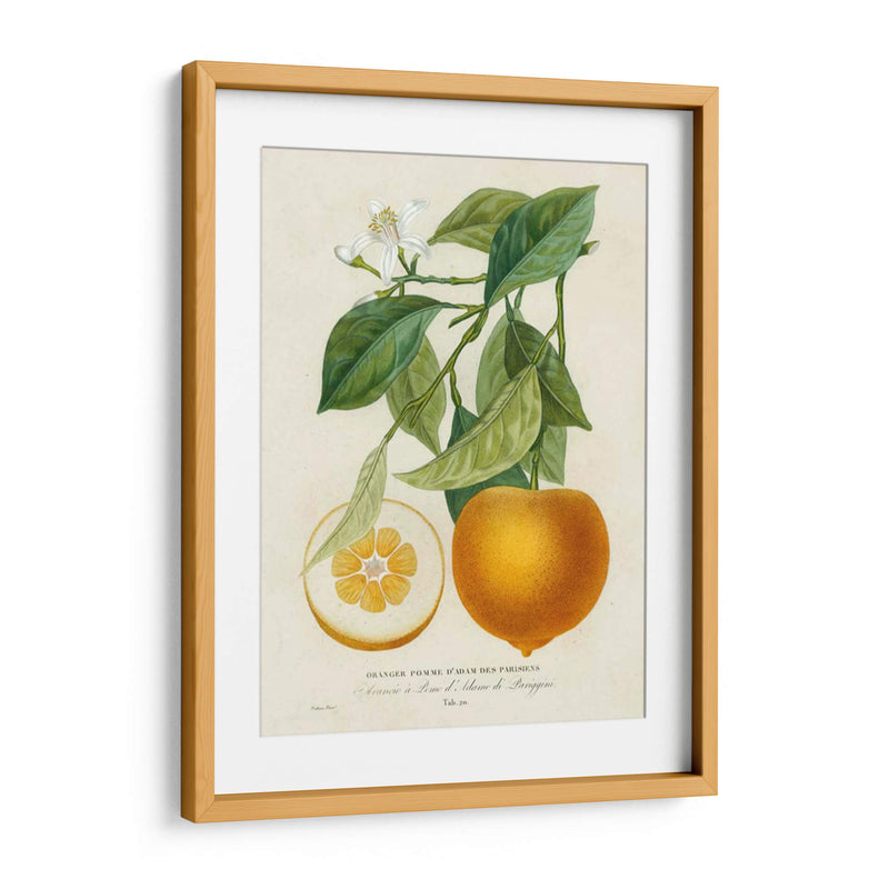 Francés Naranja Botánico I - A. Risso | Cuadro decorativo de Canvas Lab