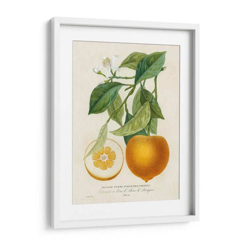 Francés Naranja Botánico I - A. Risso | Cuadro decorativo de Canvas Lab