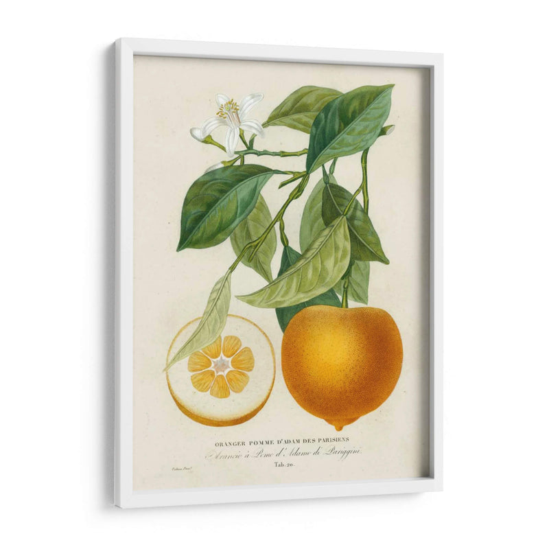 Francés Naranja Botánico I - A. Risso | Cuadro decorativo de Canvas Lab