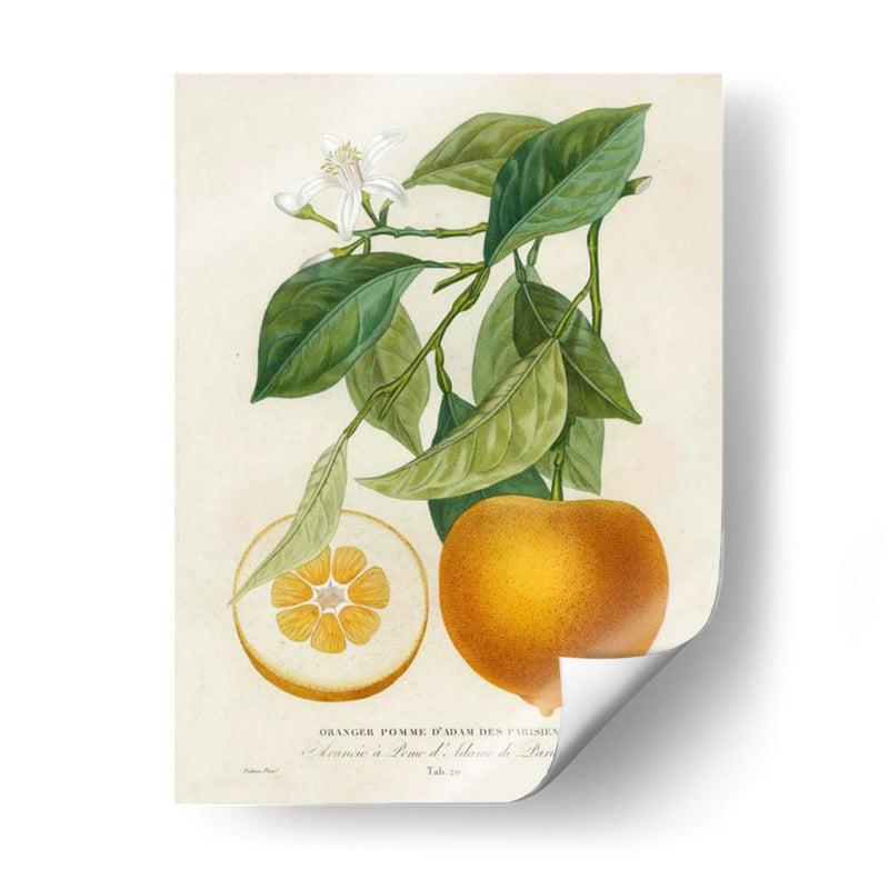 Francés Naranja Botánico I - A. Risso | Cuadro decorativo de Canvas Lab