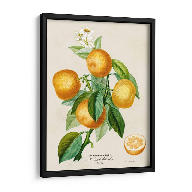 Francés Naranja Botánico III - A. Risso | Cuadro decorativo de Canvas Lab