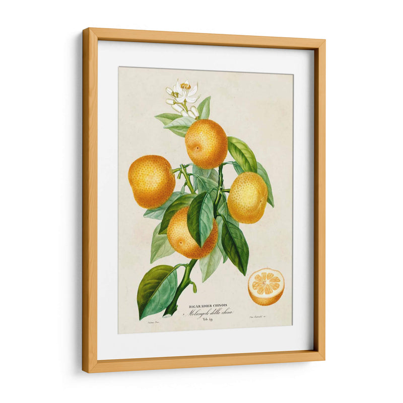 Francés Naranja Botánico III - A. Risso | Cuadro decorativo de Canvas Lab