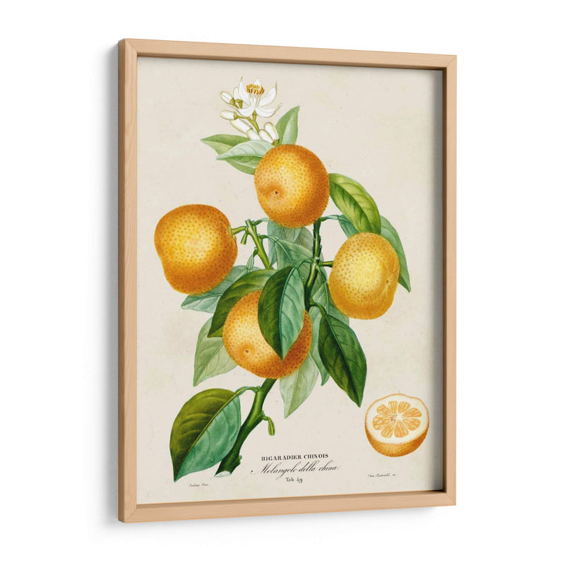 Francés Naranja Botánico III - A. Risso | Cuadro decorativo de Canvas Lab