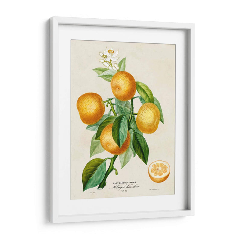 Francés Naranja Botánico III - A. Risso | Cuadro decorativo de Canvas Lab