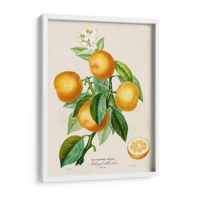 Francés Naranja Botánico III - A. Risso | Cuadro decorativo de Canvas Lab