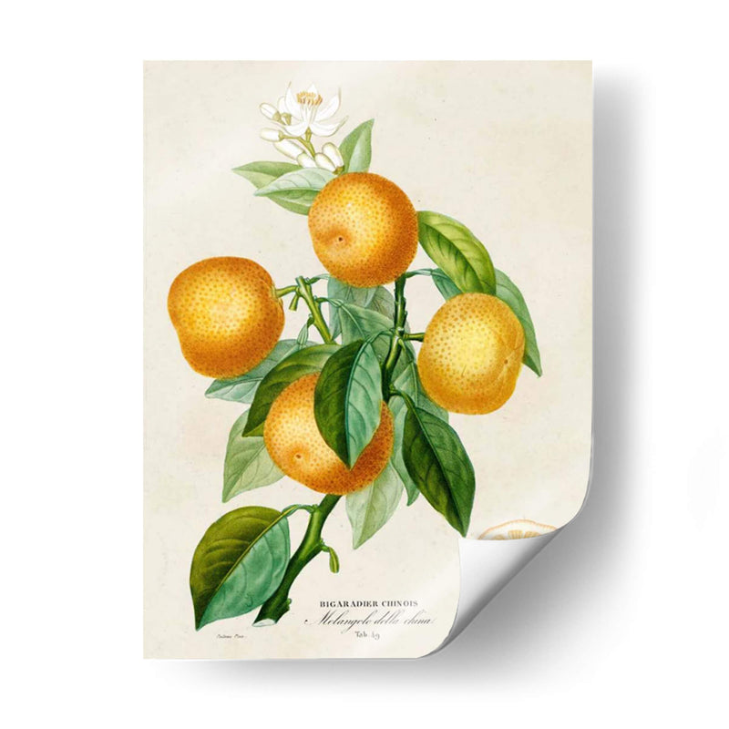 Francés Naranja Botánico III - A. Risso | Cuadro decorativo de Canvas Lab