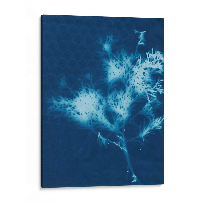 Cyanotype No.3 - Renee W. Stramel | Cuadro decorativo de Canvas Lab