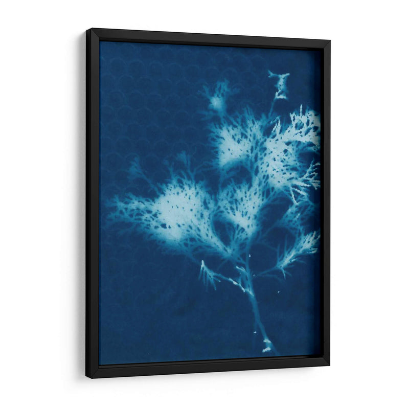 Cyanotype No.3 - Renee W. Stramel | Cuadro decorativo de Canvas Lab