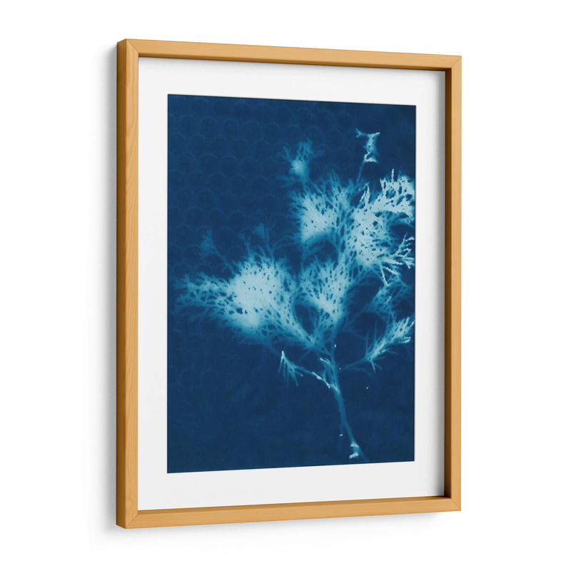 Cyanotype No.3 - Renee W. Stramel | Cuadro decorativo de Canvas Lab