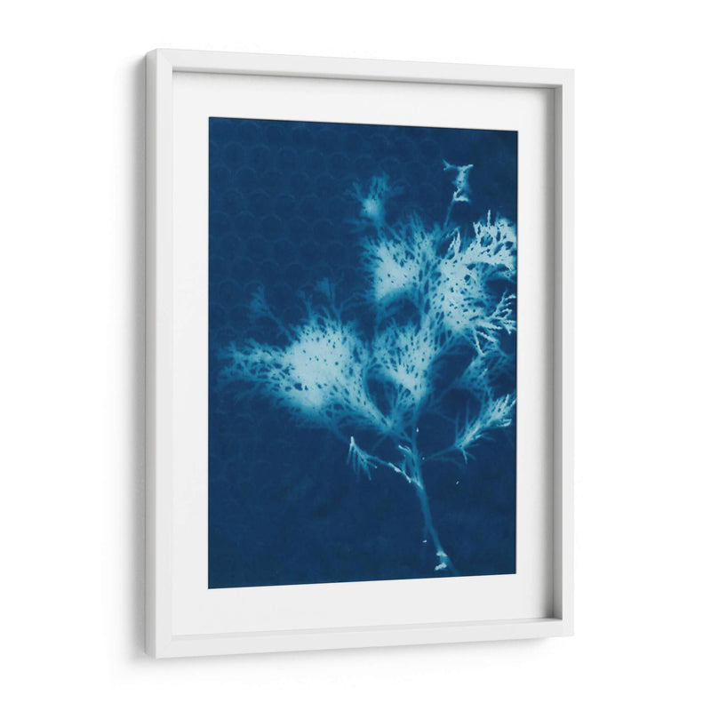 Cyanotype No.3 - Renee W. Stramel | Cuadro decorativo de Canvas Lab