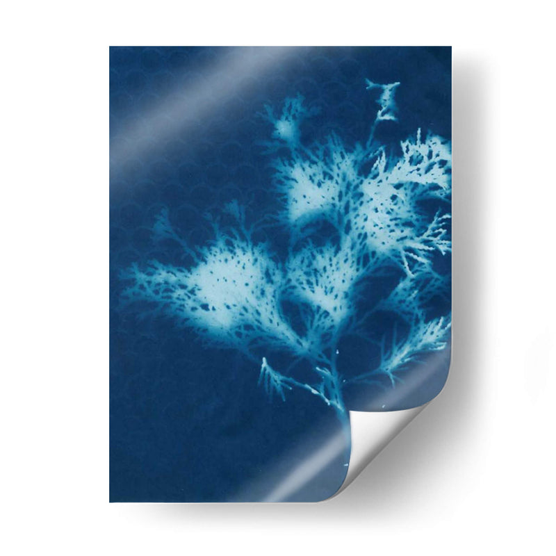 Cyanotype No.3 - Renee W. Stramel | Cuadro decorativo de Canvas Lab