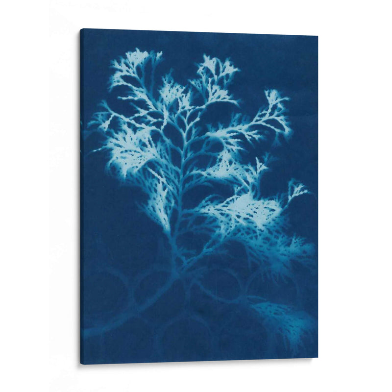 Cyanotype No.4 - Renee W. Stramel | Cuadro decorativo de Canvas Lab