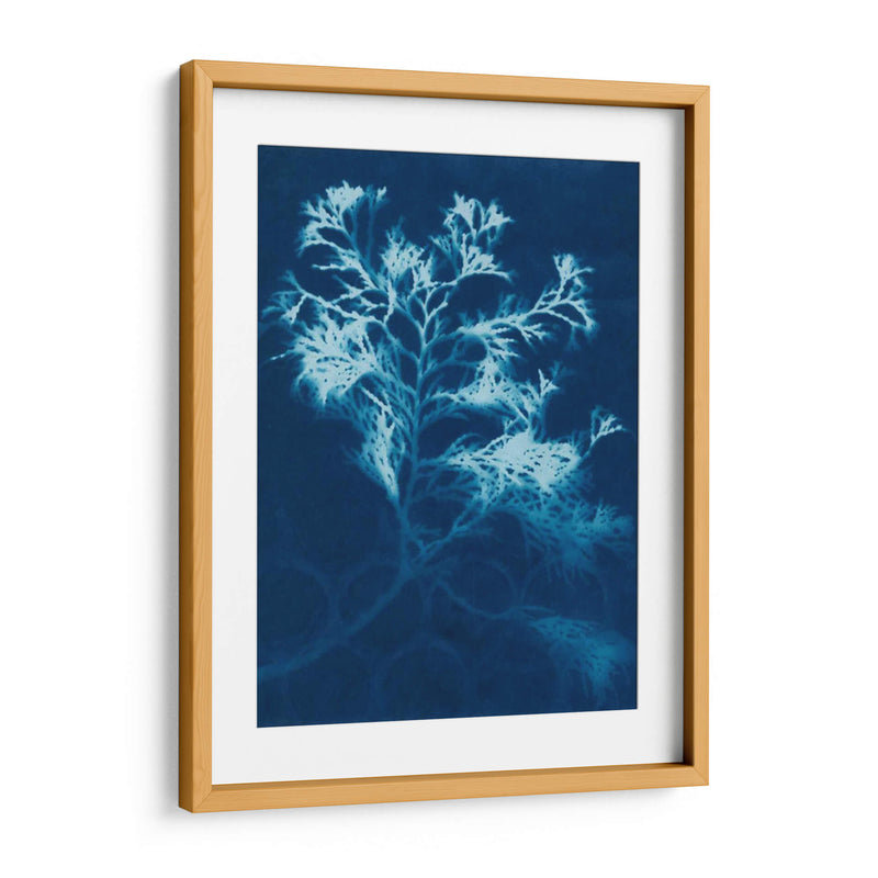 Cyanotype No.4 - Renee W. Stramel | Cuadro decorativo de Canvas Lab