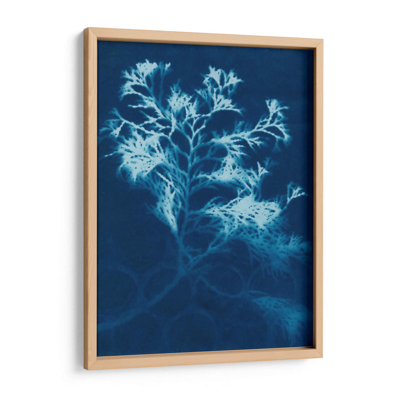 Cyanotype No.4 - Renee W. Stramel | Cuadro decorativo de Canvas Lab