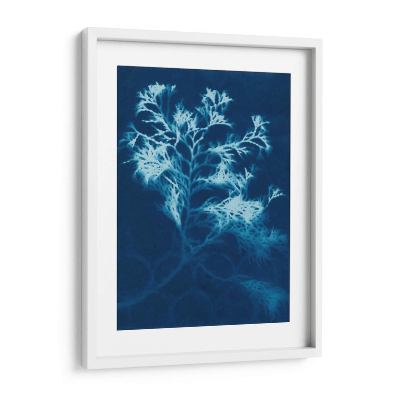 Cyanotype No.4 - Renee W. Stramel | Cuadro decorativo de Canvas Lab