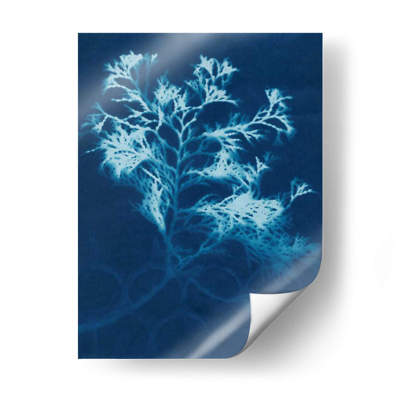 Cyanotype No.4 - Renee W. Stramel | Cuadro decorativo de Canvas Lab