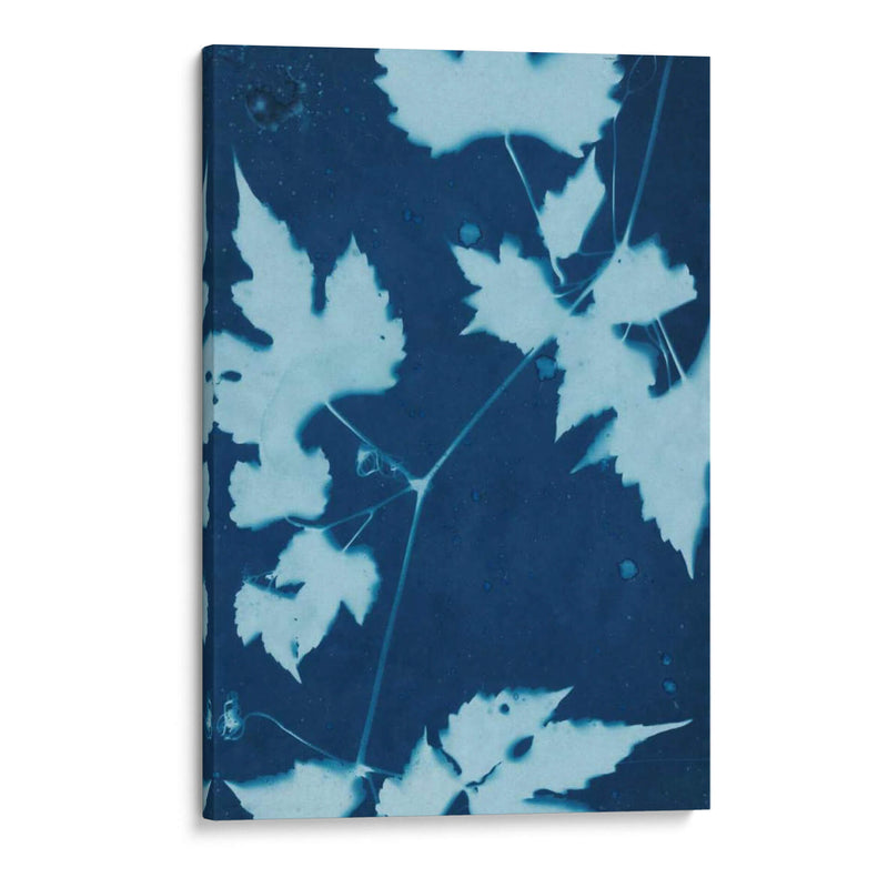 Cyanotype No.9 - Renee W. Stramel | Cuadro decorativo de Canvas Lab