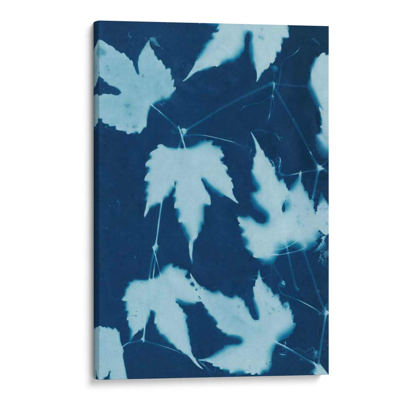 Cyanotype No.10 - Renee W. Stramel | Cuadro decorativo de Canvas Lab