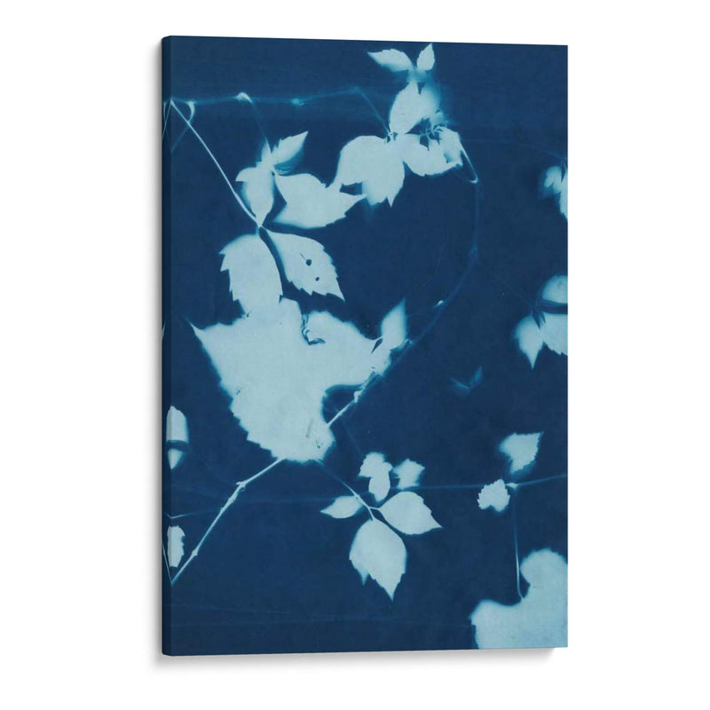 Cyanotype No.11 - Chariklia Zarris | Cuadro decorativo de Canvas Lab