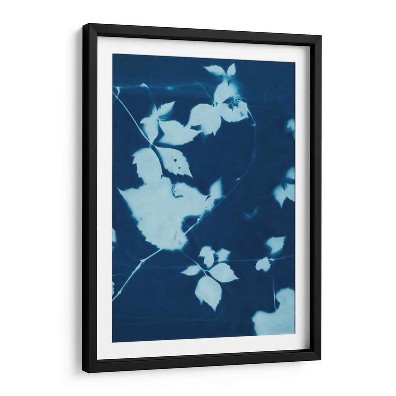 Cyanotype No.11 - Chariklia Zarris | Cuadro decorativo de Canvas Lab