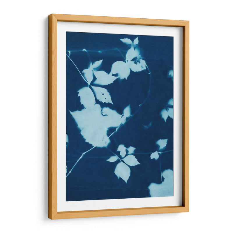 Cyanotype No.11 - Chariklia Zarris | Cuadro decorativo de Canvas Lab