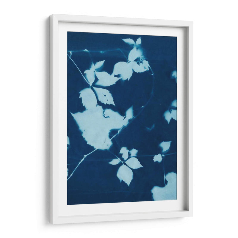 Cyanotype No.11 - Chariklia Zarris | Cuadro decorativo de Canvas Lab