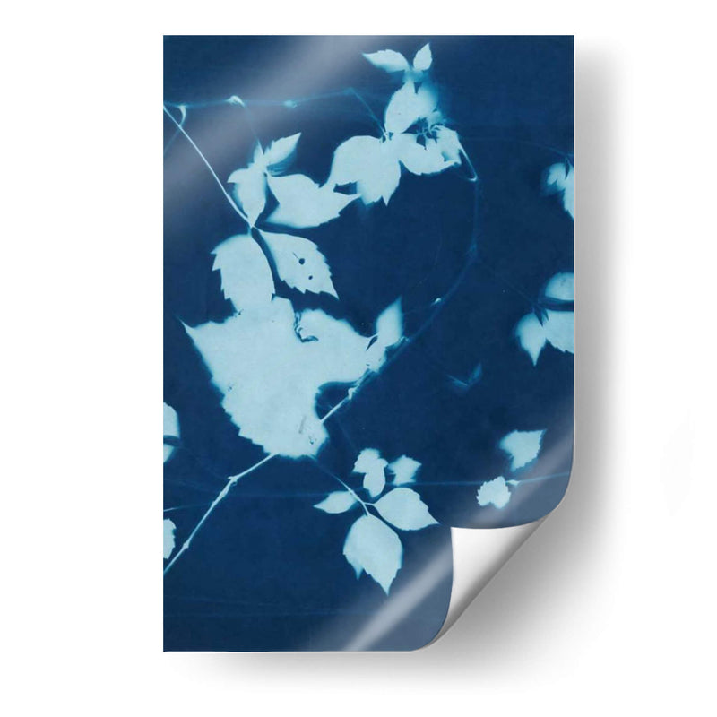 Cyanotype No.11 - Chariklia Zarris | Cuadro decorativo de Canvas Lab