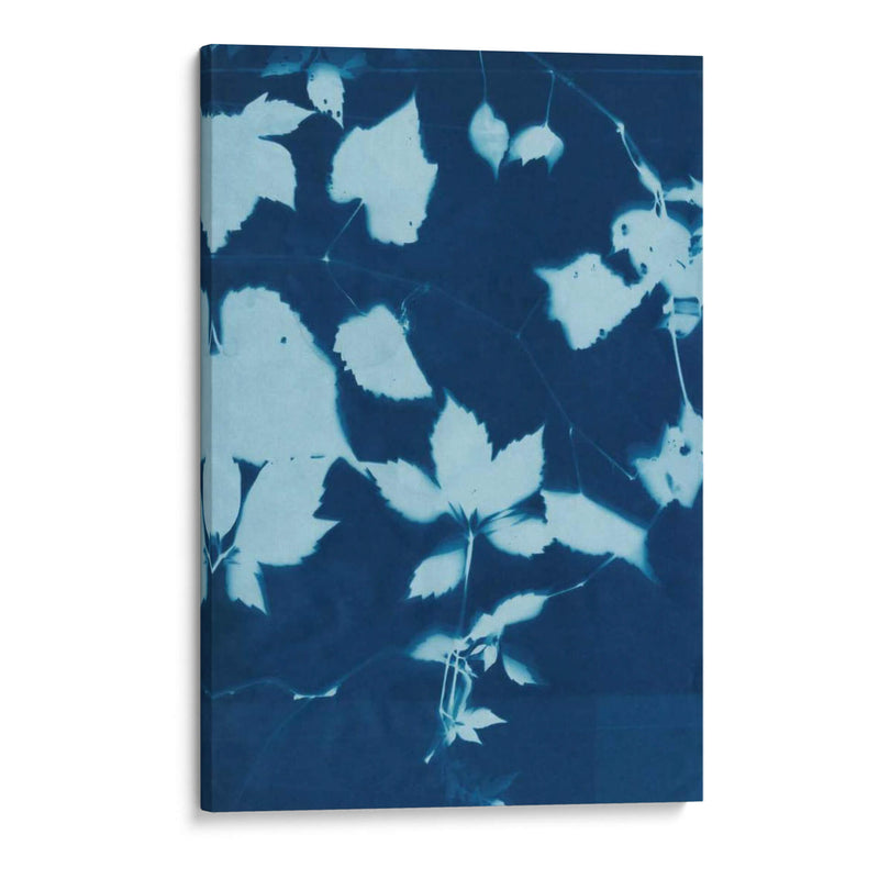 Cyanotype No.12 - Chariklia Zarris | Cuadro decorativo de Canvas Lab