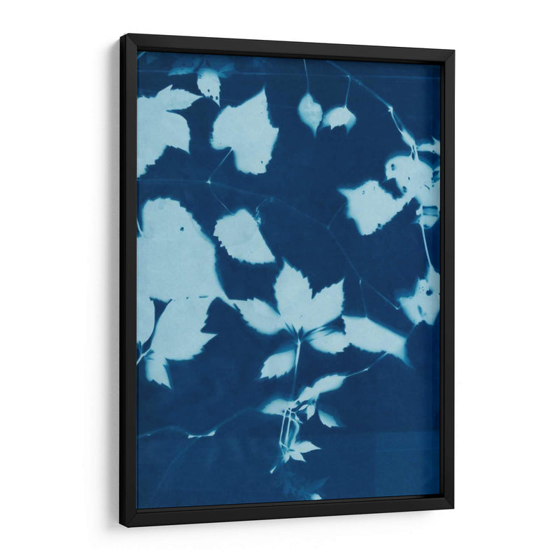 Cyanotype No.12 - Chariklia Zarris | Cuadro decorativo de Canvas Lab