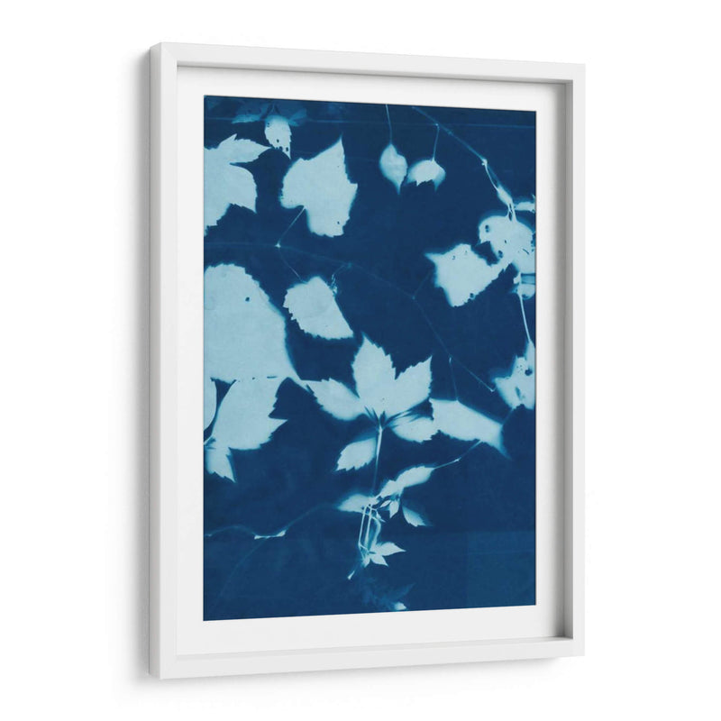 Cyanotype No.12 - Chariklia Zarris | Cuadro decorativo de Canvas Lab