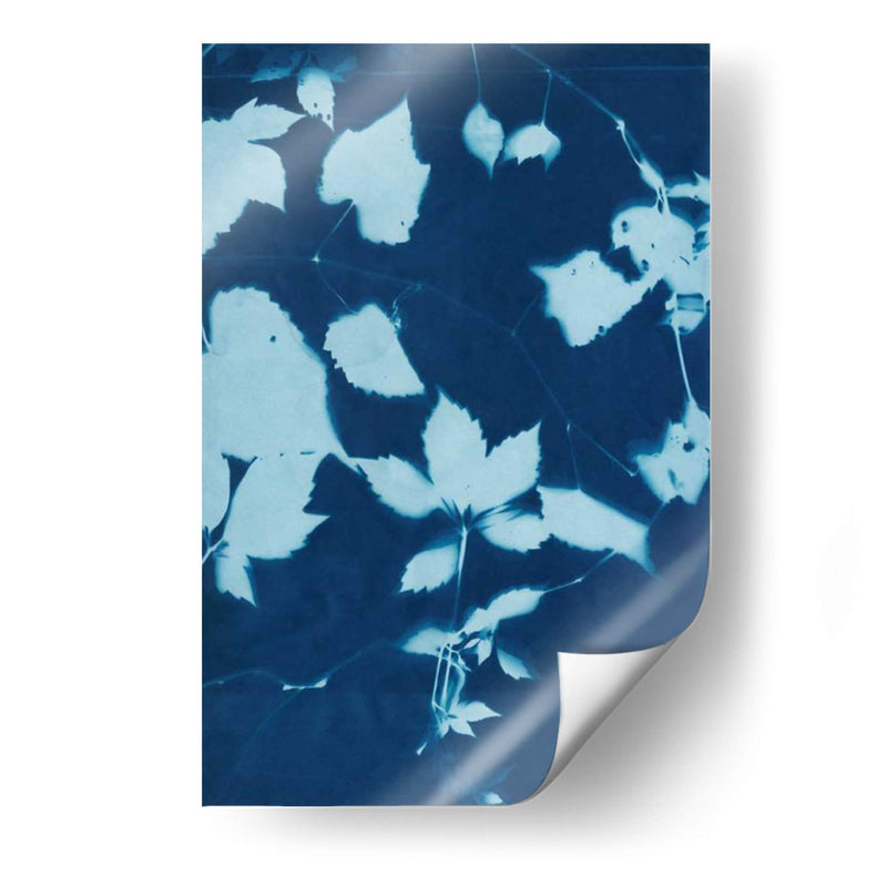 Cyanotype No.12 - Chariklia Zarris | Cuadro decorativo de Canvas Lab