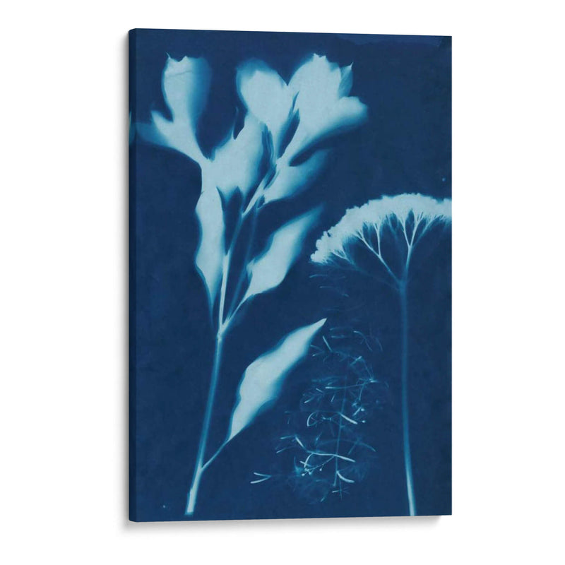 Cyanotype No.15 - Jenna Guthrie | Cuadro decorativo de Canvas Lab