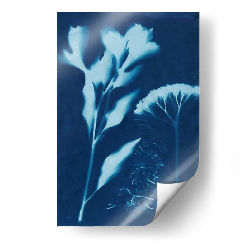 Cyanotype No.15 - Jenna Guthrie | Cuadro decorativo de Canvas Lab