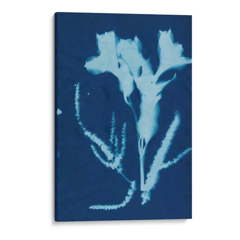 Cyanotype No.17 - Jenna Guthrie | Cuadro decorativo de Canvas Lab