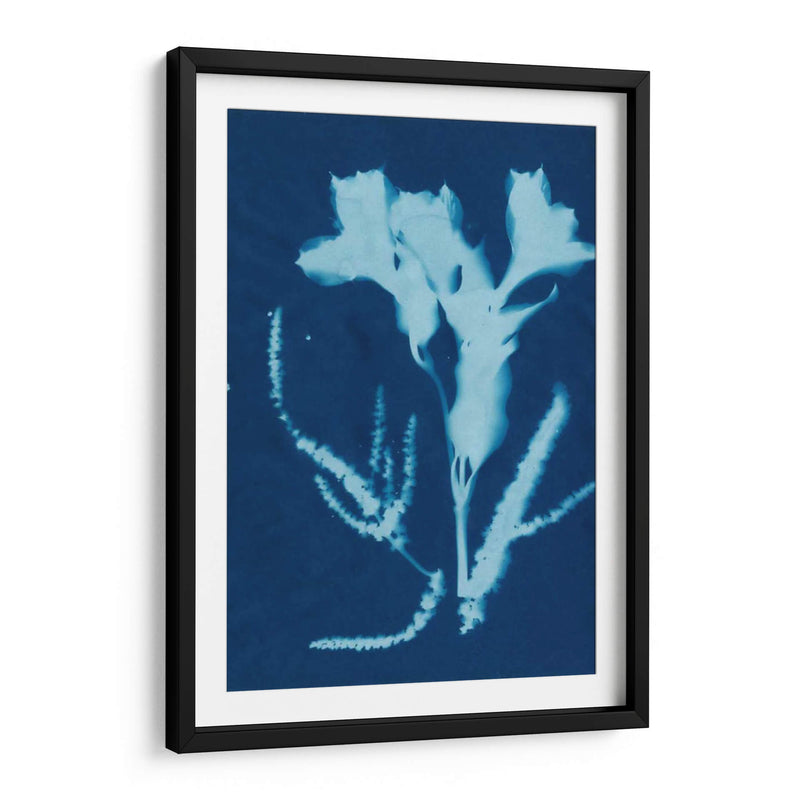 Cyanotype No.17 - Jenna Guthrie | Cuadro decorativo de Canvas Lab