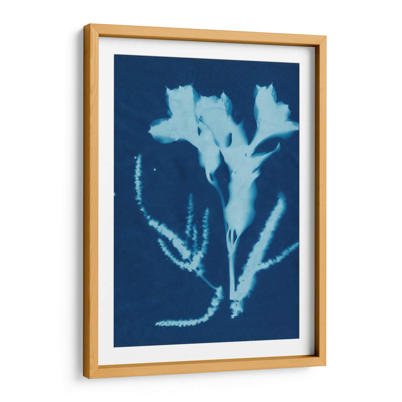 Cyanotype No.17 - Jenna Guthrie | Cuadro decorativo de Canvas Lab