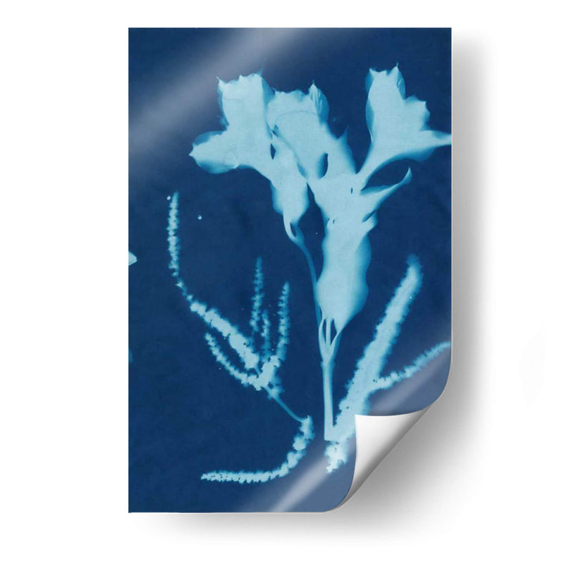 Cyanotype No.17 - Jenna Guthrie | Cuadro decorativo de Canvas Lab