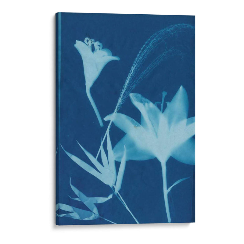 Cyanotype No.19 - Jenna Guthrie | Cuadro decorativo de Canvas Lab