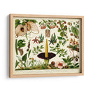 Tropical Botánica Tabla III - Meyers | Cuadro decorativo de Canvas Lab