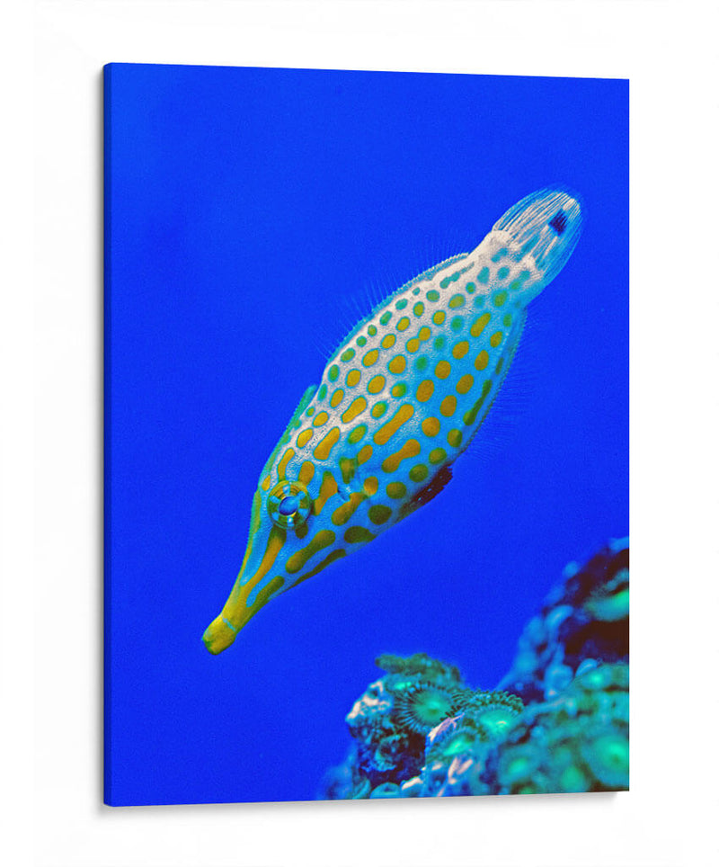 Nado diagonal | Cuadro decorativo de Canvas Lab