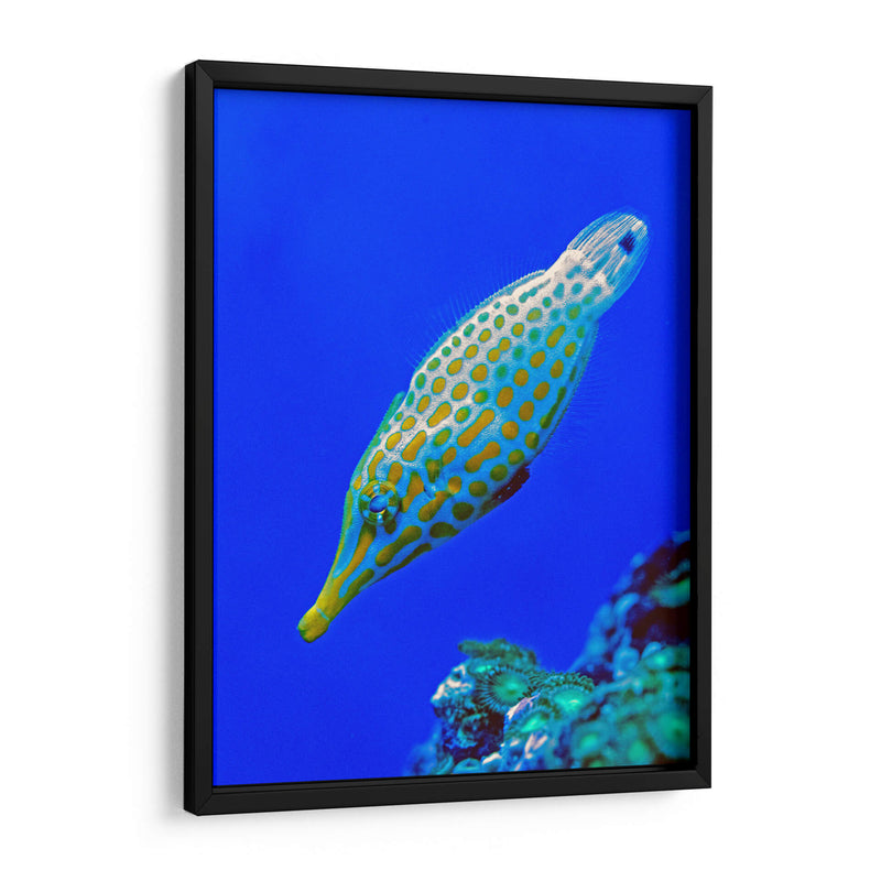 Nado diagonal | Cuadro decorativo de Canvas Lab