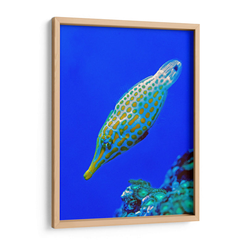 Nado diagonal | Cuadro decorativo de Canvas Lab